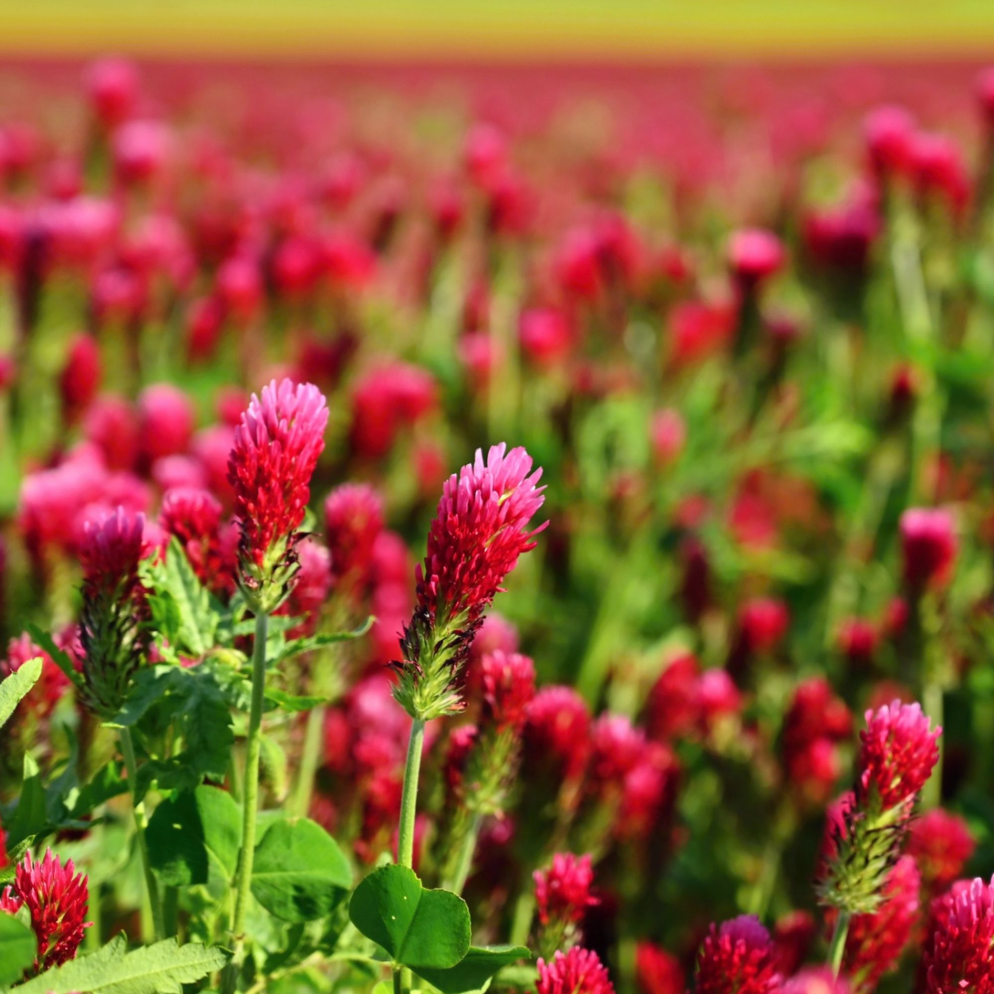 Organic Crimson Clover - 4 g Packet ~700 Seeds - Cover Crop, Microgreens - Buy Non-GMO Trifolium incarnatum Farm & Gardening See